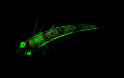 Lumière dans les abysses : la bioluminescence
