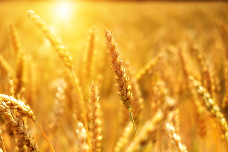 Histoire des céréales et des légumineuses : la révolution agricole au Néolithique