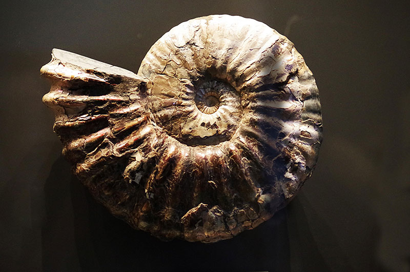 fossile-conference