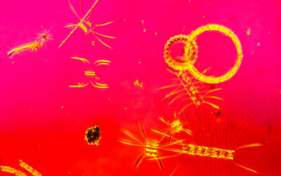 Images scientifiques ET esthétiques