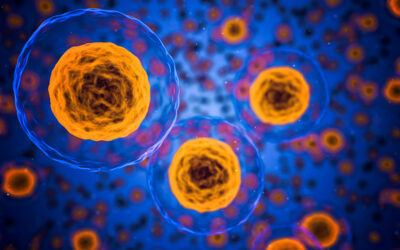 « Ça bouge dans les cellules » : quels mécanismes permettent à une cellule vivante de positionner tous ses composants ?