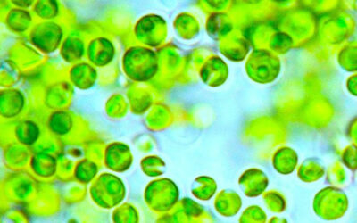 Roulerons-nous avec des carburants provenant d’algues en 2030 ?