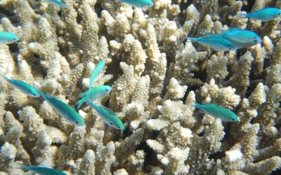 Tara Pacific, à la découverte d’un écosystème en danger : les récifs coralliens