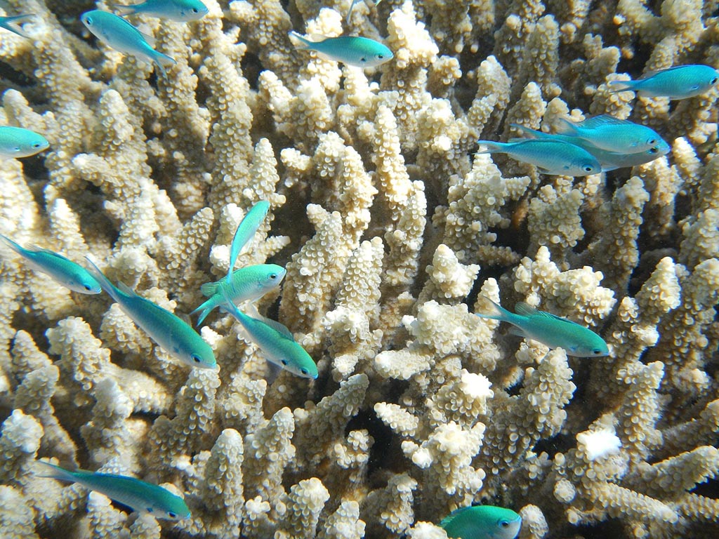 Tara Pacific, à la découverte d’un écosystème en danger : les récifs coralliens