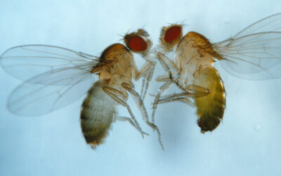La mouche du vinaigre (drosophile), un modèle pour soigner les maladies génétiques humaines