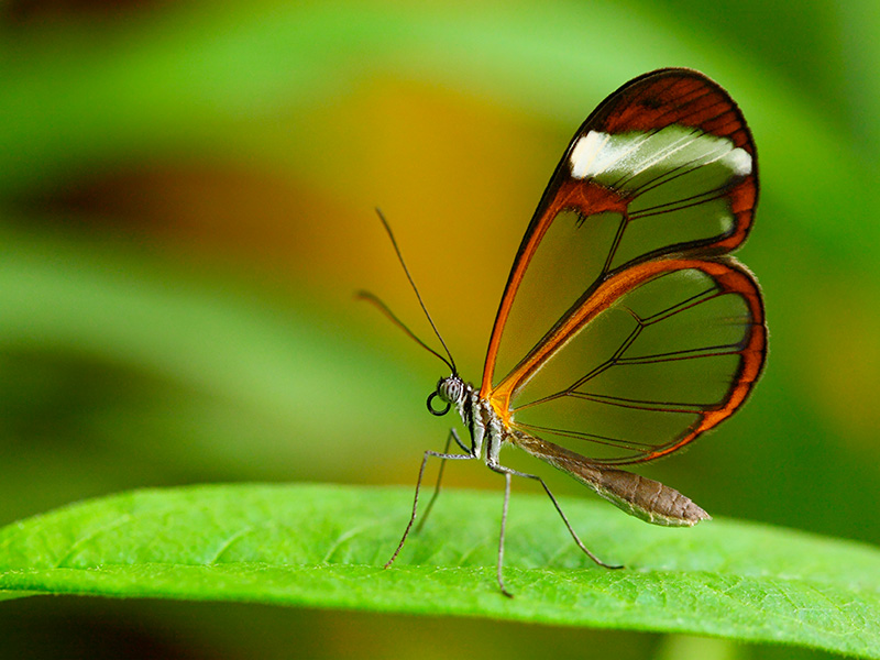 les-insectes-sont-partout-conference