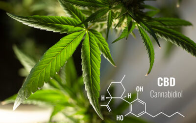 Le cannabis à cannabidiol (CBD), c’est quoi ?