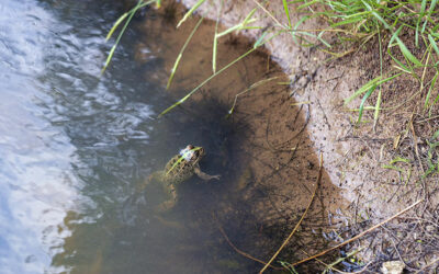 Les amphibiens des Alpes-Maritimes