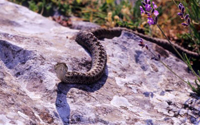 Les reptiles des Alpes-Maritimes