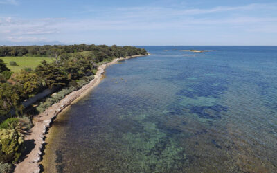 Richesses naturelles de l’île Saint-Honorat à Cannes