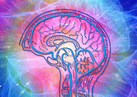 Comprendre le vieillissement normal et pathologique de notre cerveau ...