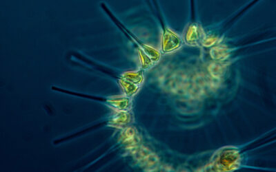 Le plancton, un monde méconnu mais vital dans l’océan