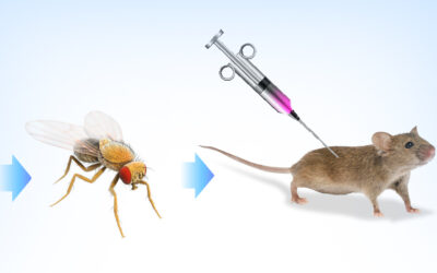 La mouche drosophile et la souris comme acteurs dans l’étude des maladies neuropsychiatriques