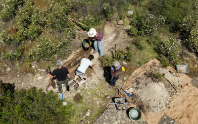 Les arbres fossilisés du dôme de Biot